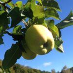 Ein starker Baum