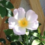 Blütenduft und Schmetterlinge